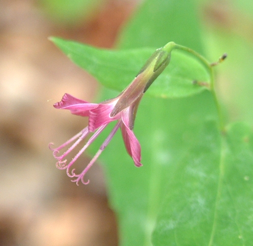 Prenanthes purpurea / Lattuga montana